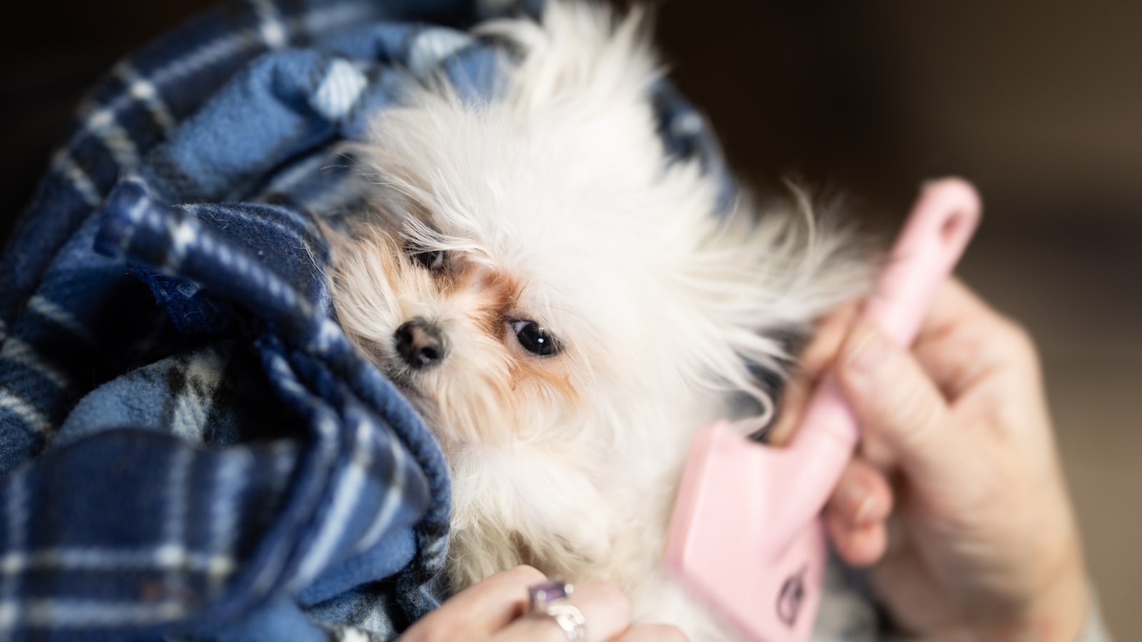 a woman holding a small white dog under a blanket