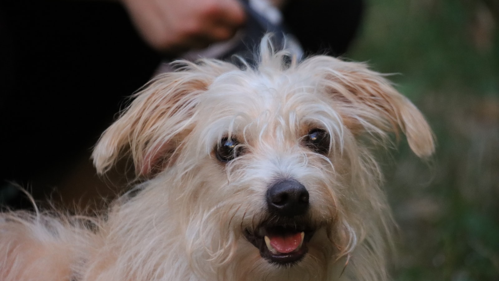 a small white dog being groomed by a person