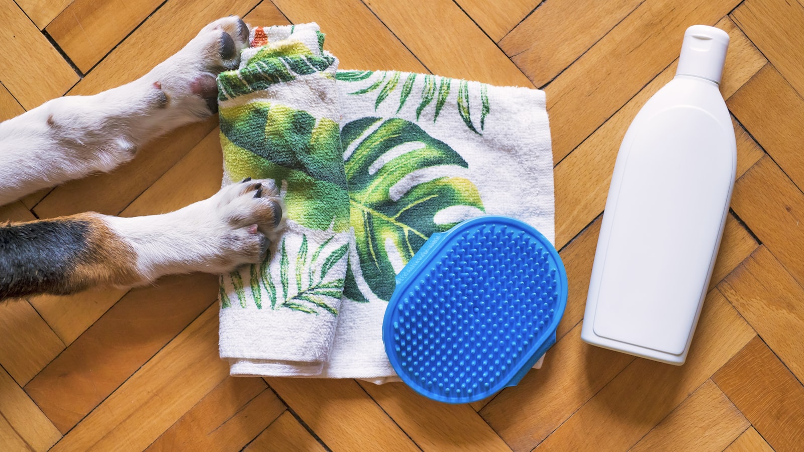 white short coated dog on green and white textile