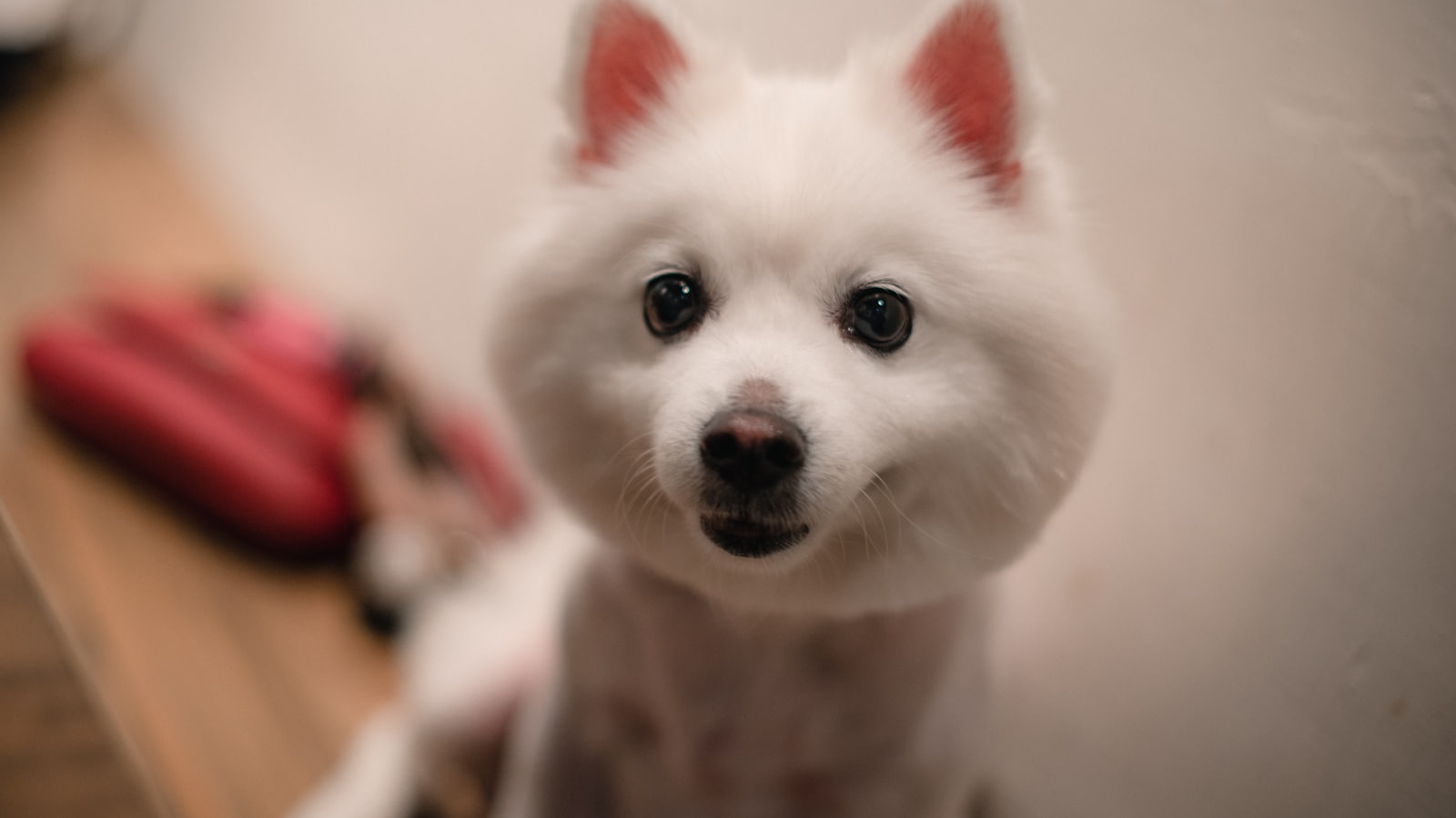 A fluffy white dog with dark eyes looks forward.
