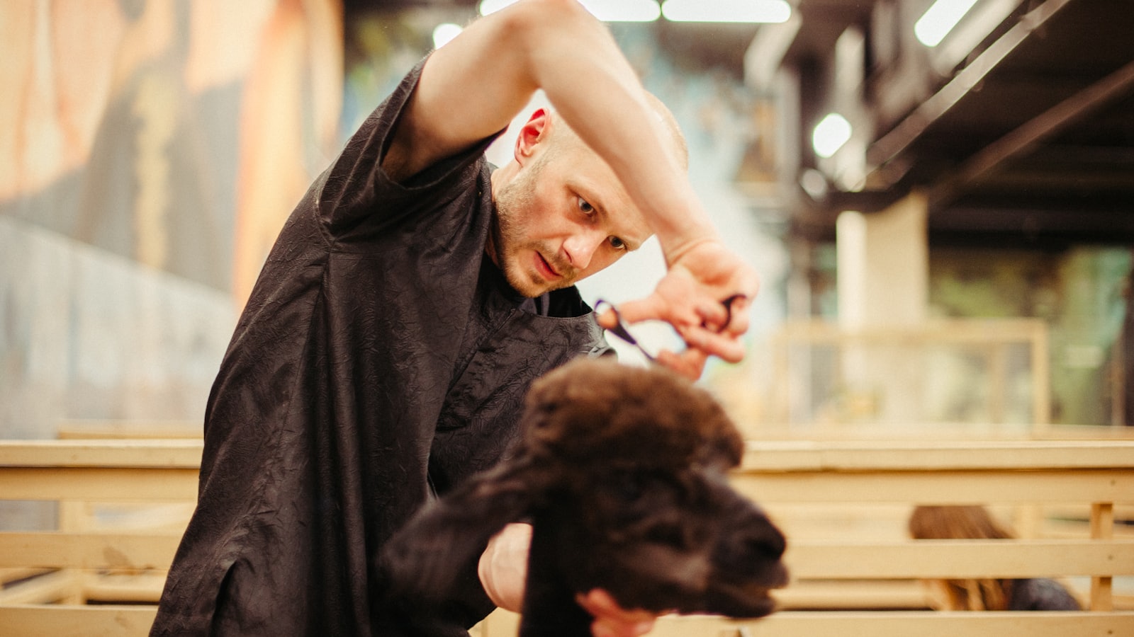 man cutting hair of goat