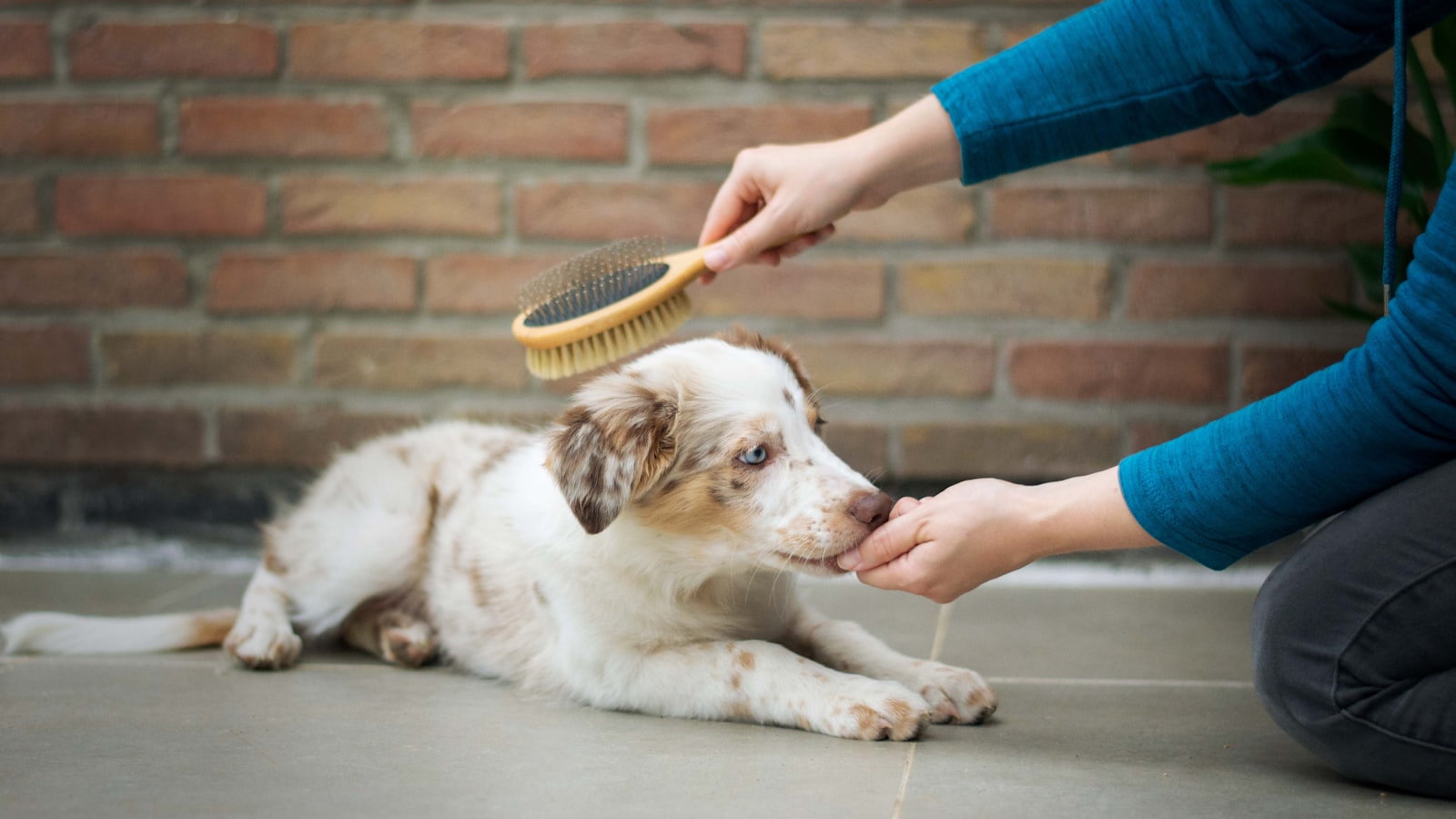a person is brushing a dog's teeth with a brush