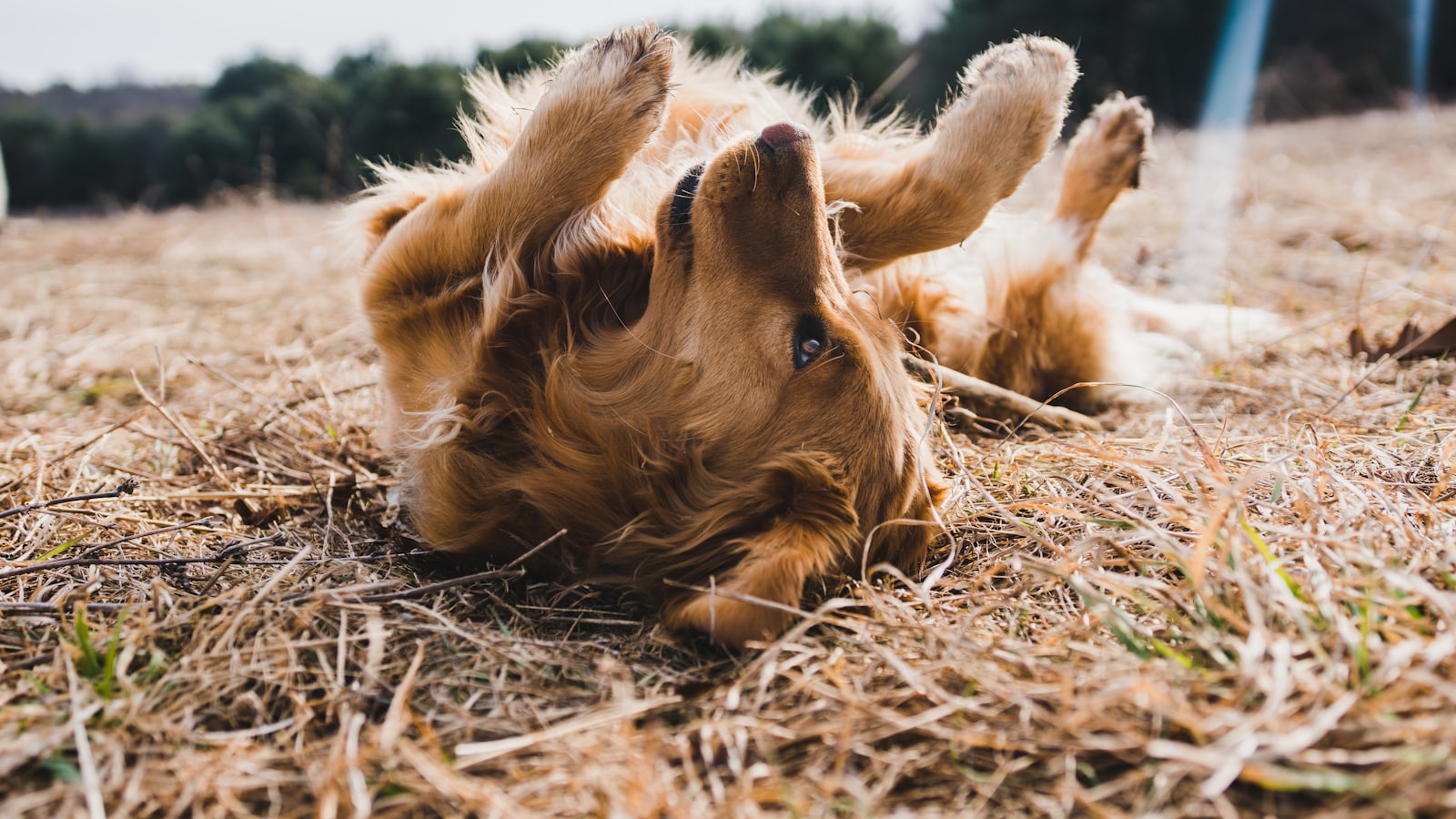 adult gold golden retriever lying on floor
