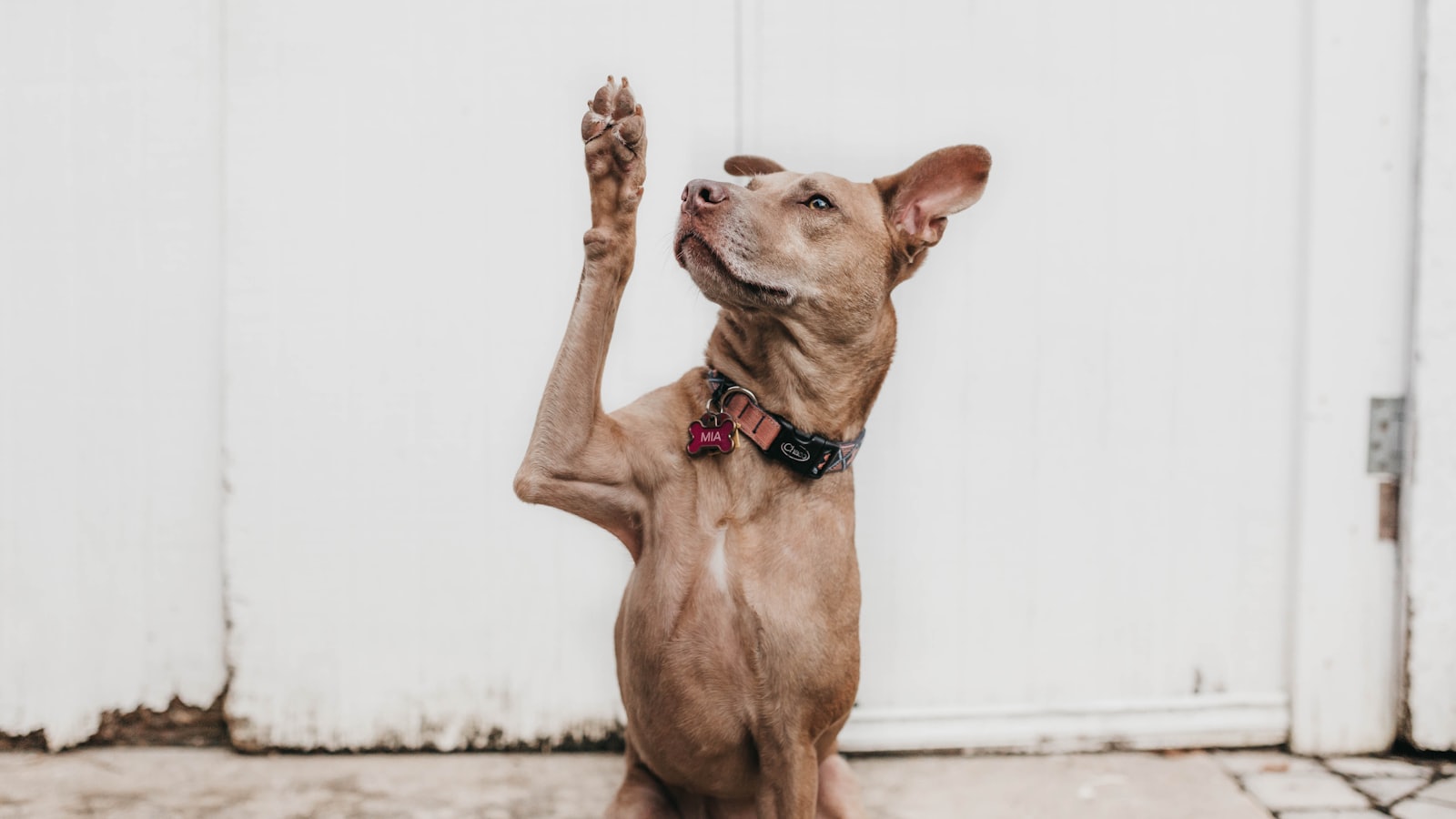 short-coated brown dog