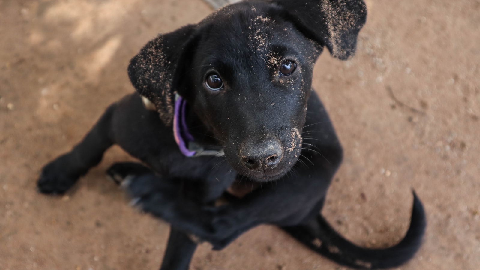 a black dog sitting on top of a dirt field