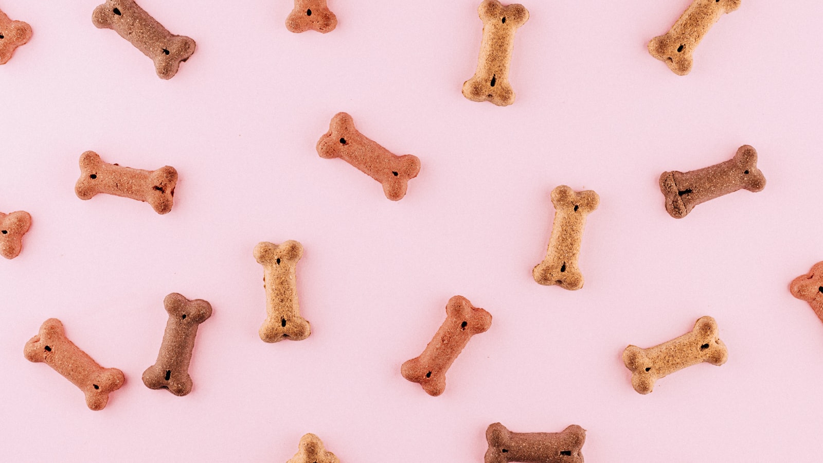 multicolored dog bone toys