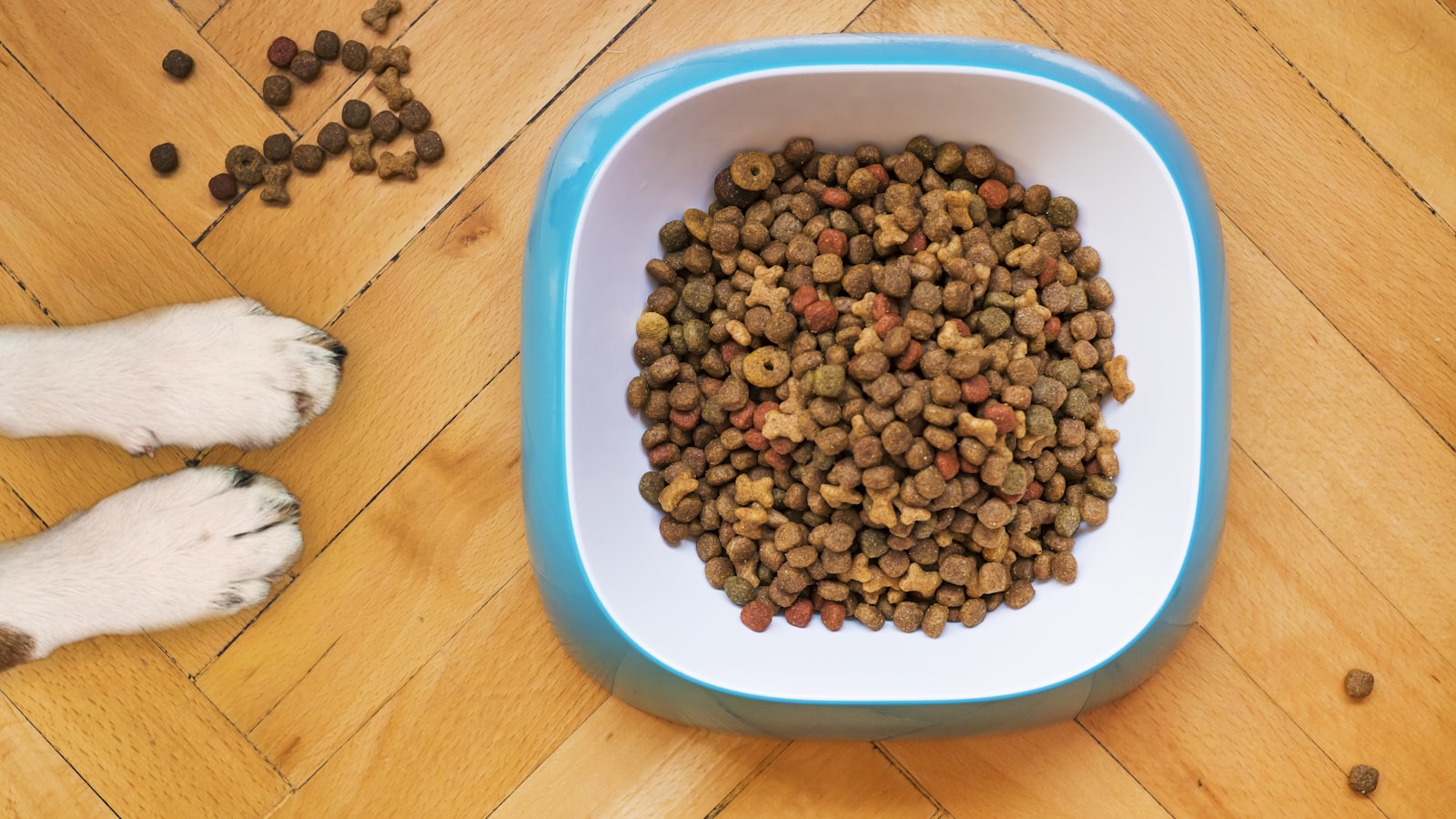 brown peanuts in blue plastic bowl