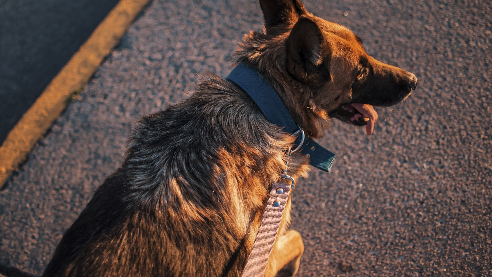 a dog sitting on a leash in the street