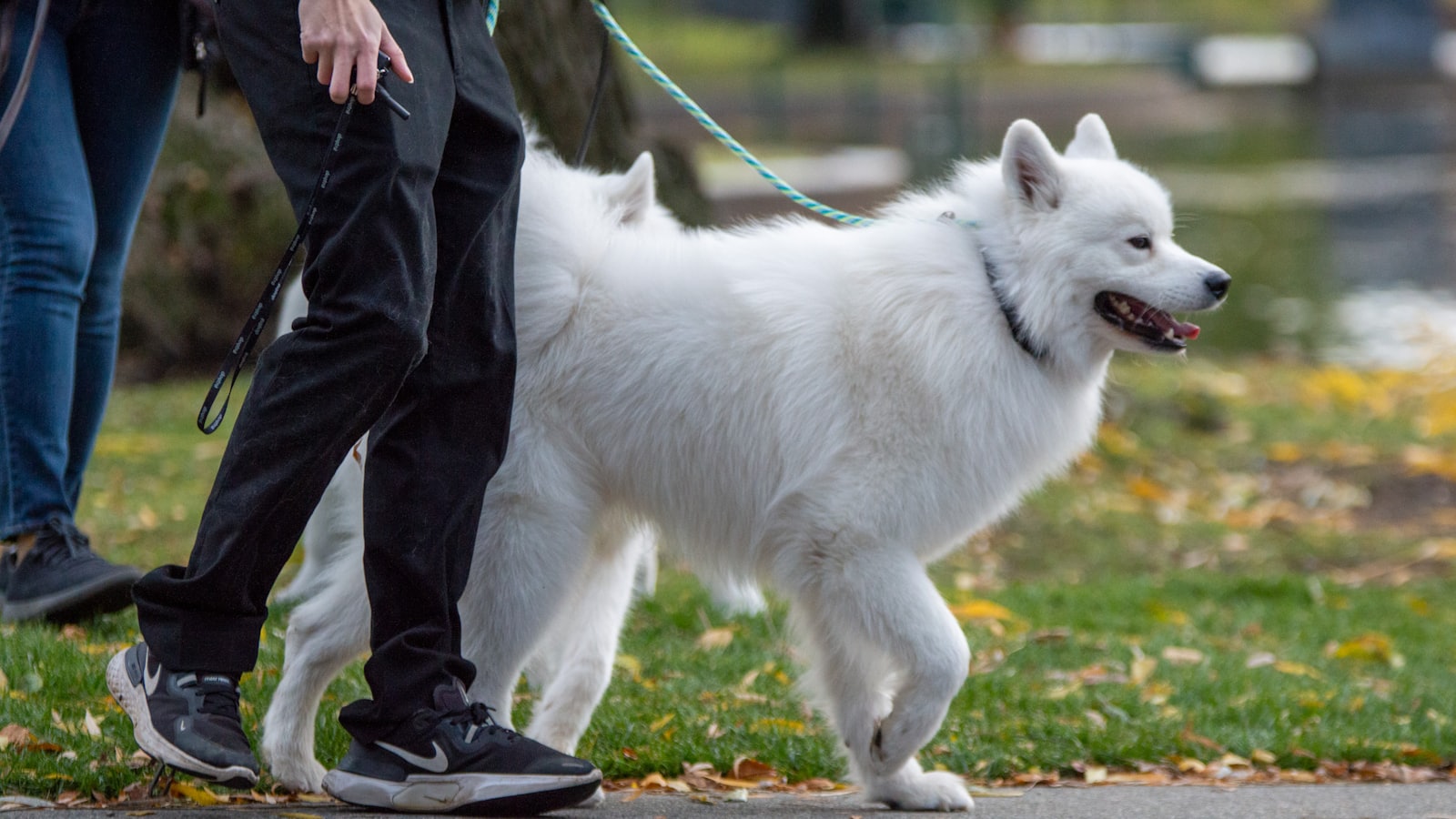 a person walking a white dog on a leash