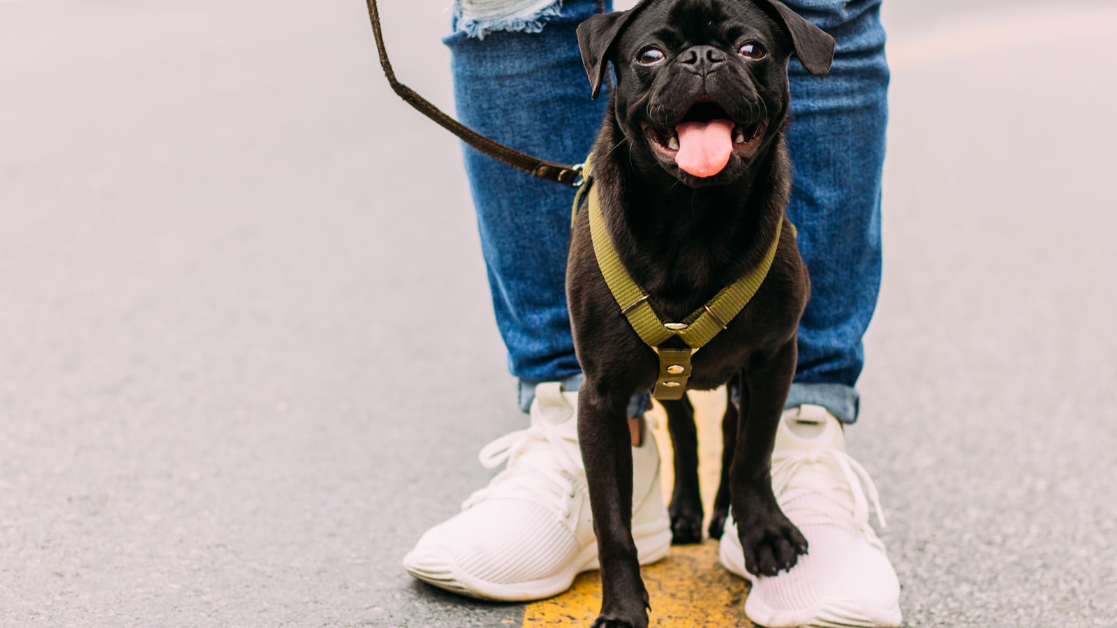 black pug with green body collar