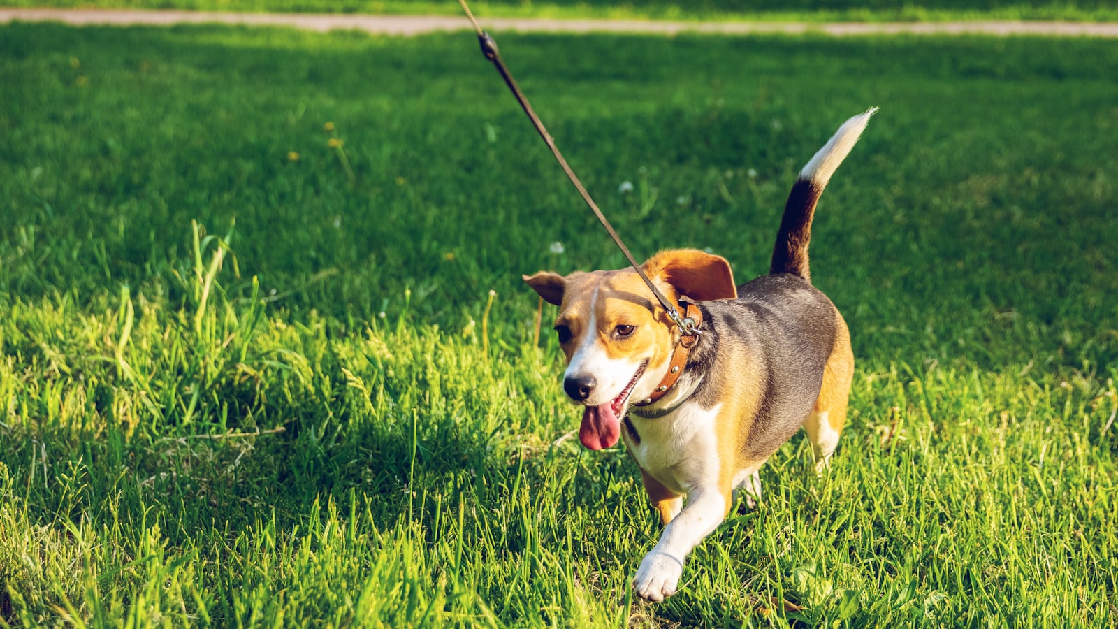 beagle walking on green grass