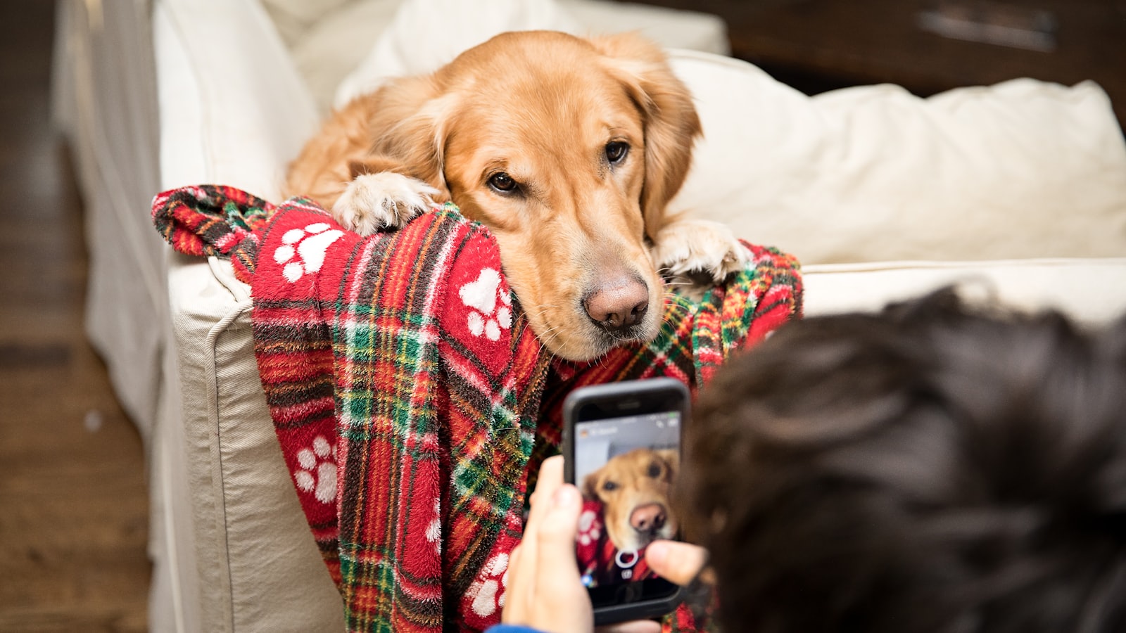 brown short coated dog lying on red and white textile