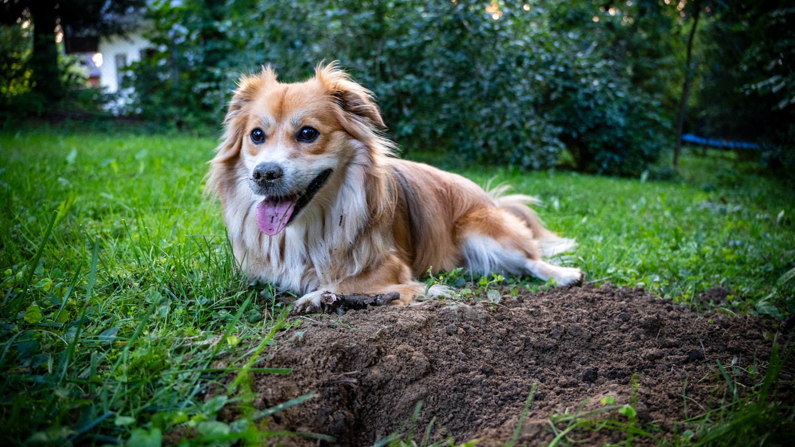 A dog laying on top of a pile of dirt