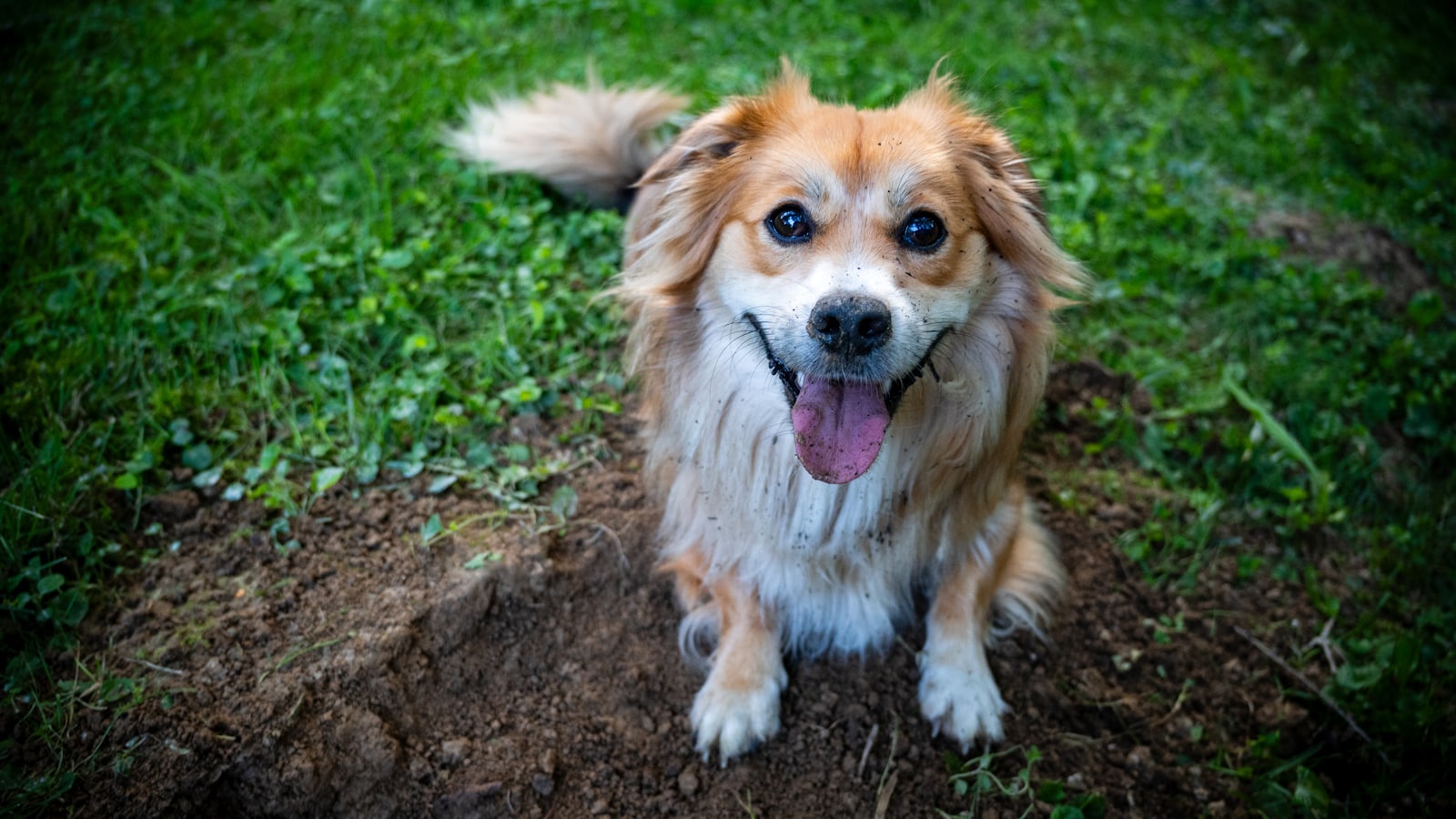 A brown and white dog sitting on top of a green field