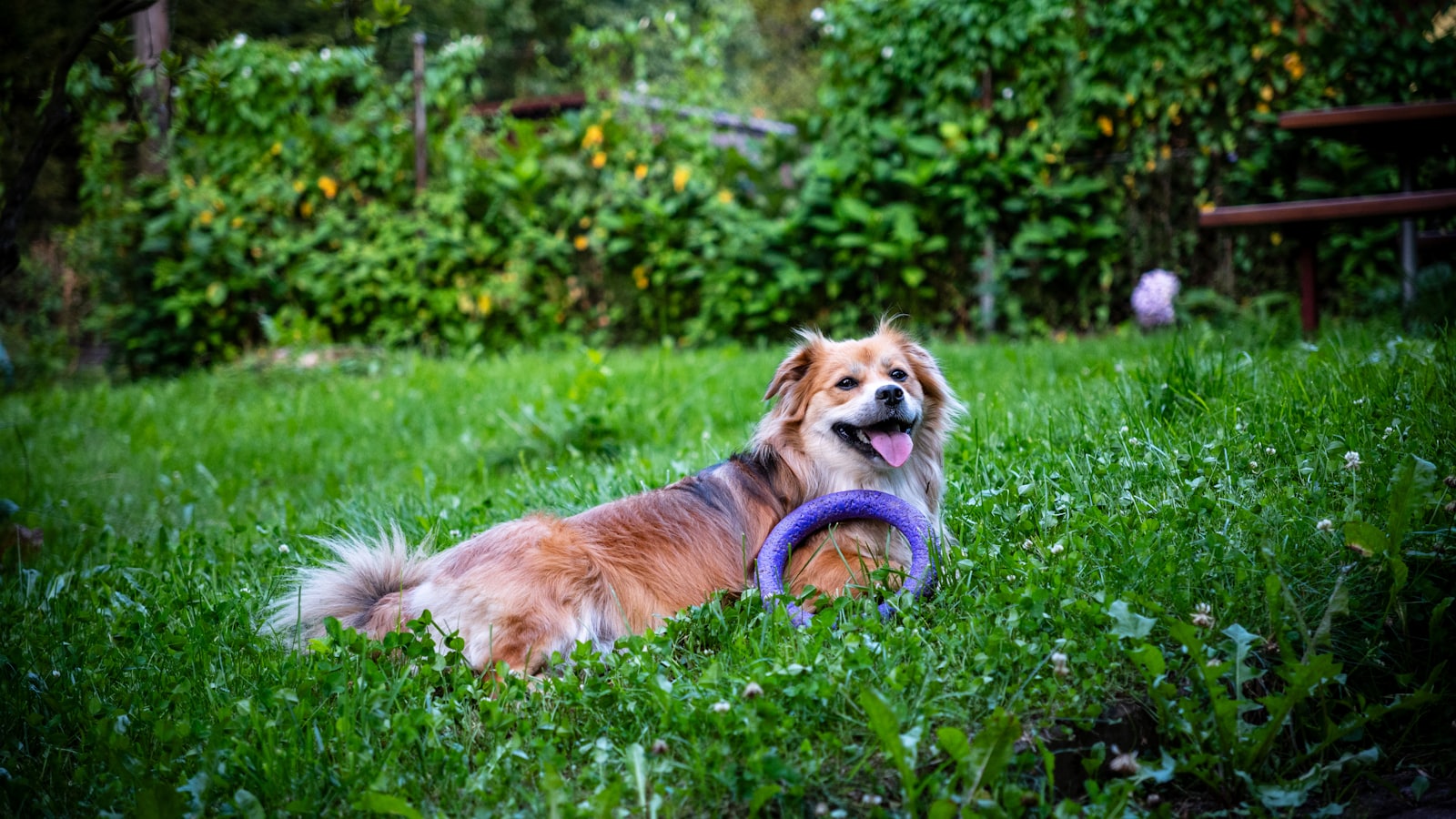 A dog laying in the grass with a toy in its mouth