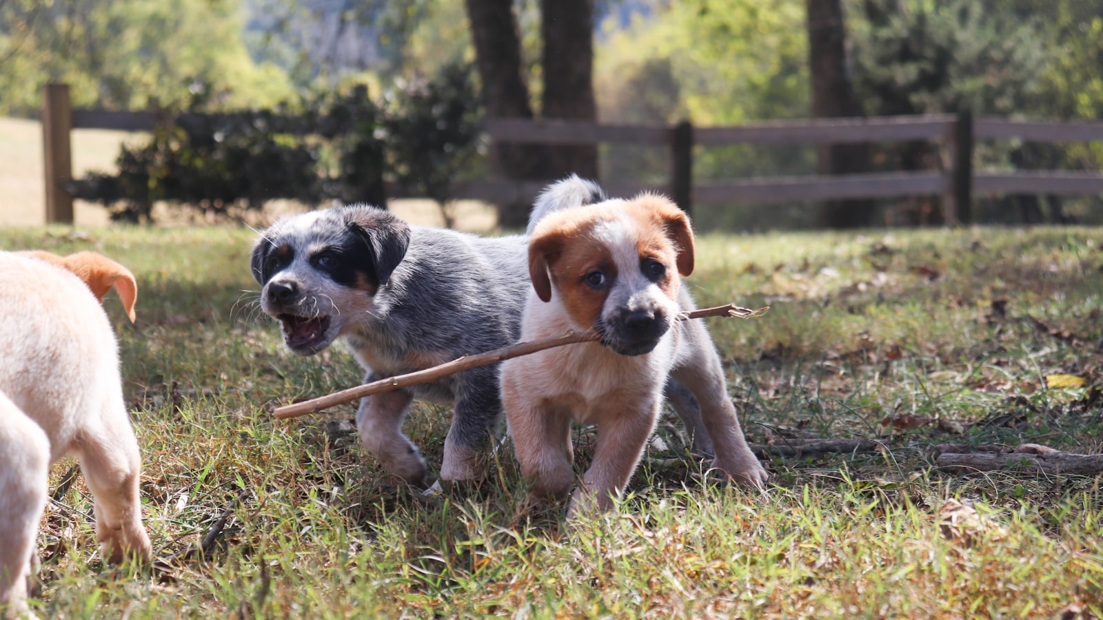 Two puppies playing with a stick in the grass
