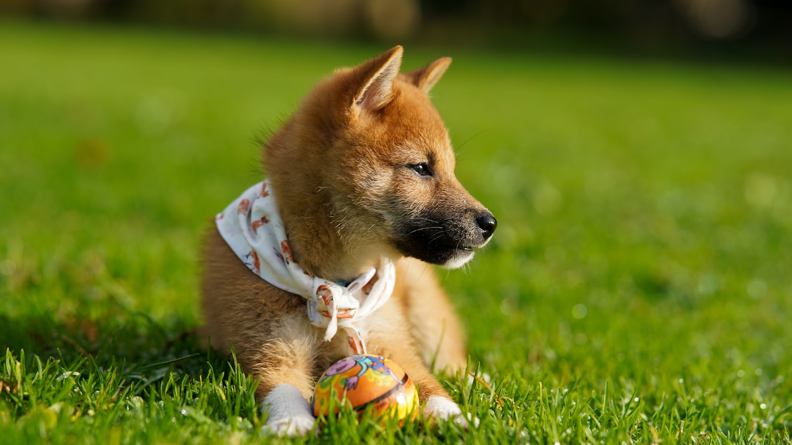 selective focus photography of brown puppy on green grass