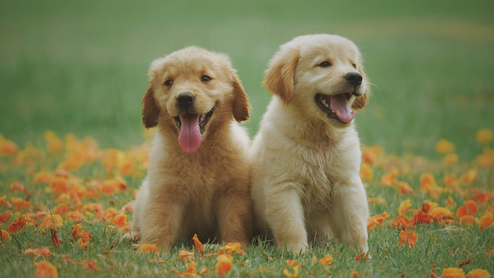 Two golden retriever puppies sitting in grass with flowers