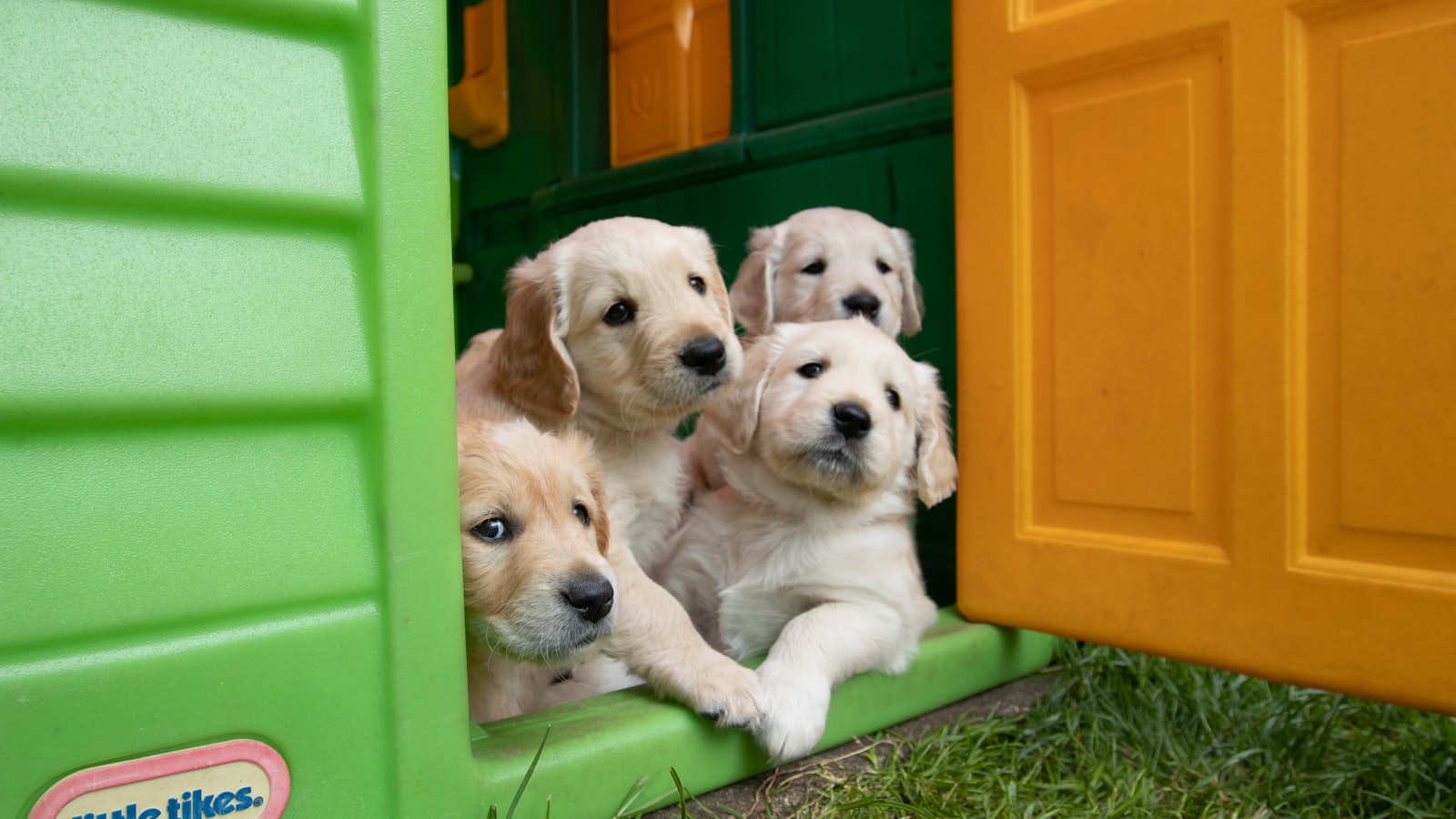 yellow labrador puppies in green plastic container