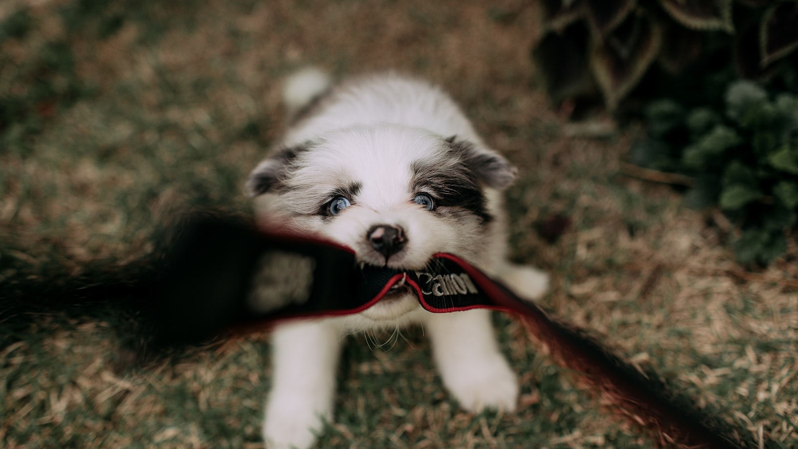 Fluffy puppy chews on a red leash outdoors