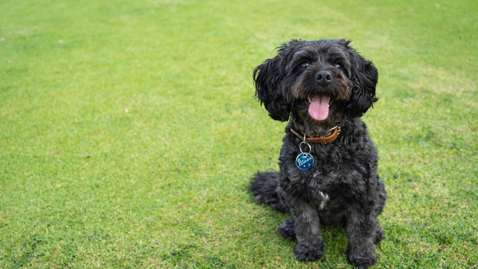 a black dog sitting on top of a lush green field