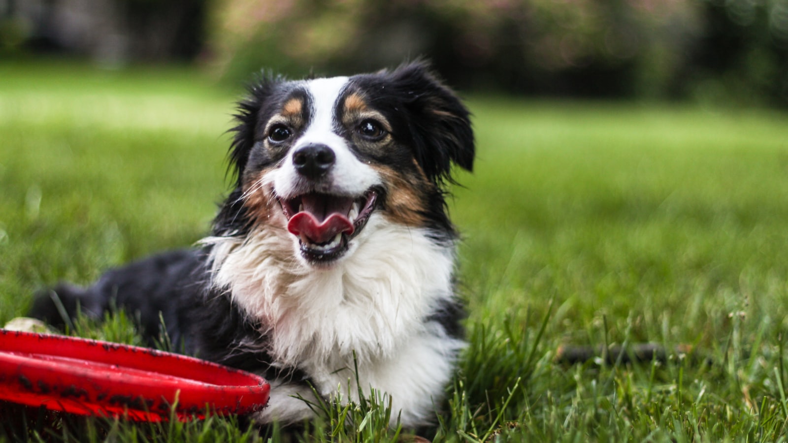 black, white and tan long coat medium dog lying on grasses in lawn beside red frisbee