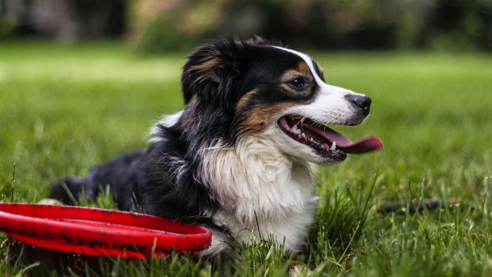 selective focus photo of black and white dog