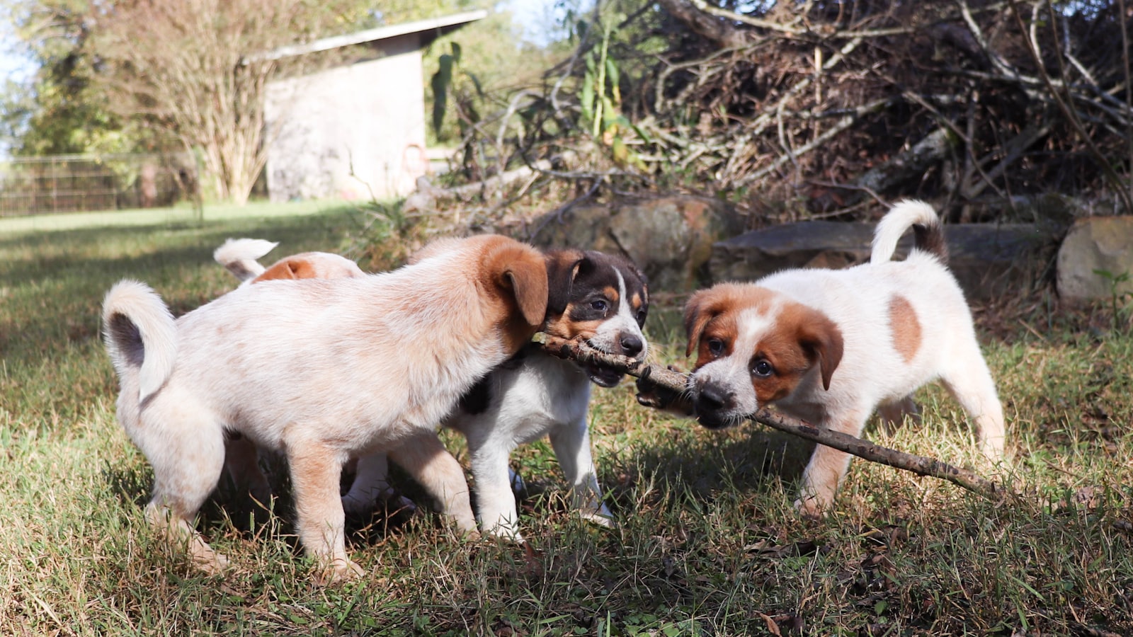 Three puppies playing tug-of-war with a stick.