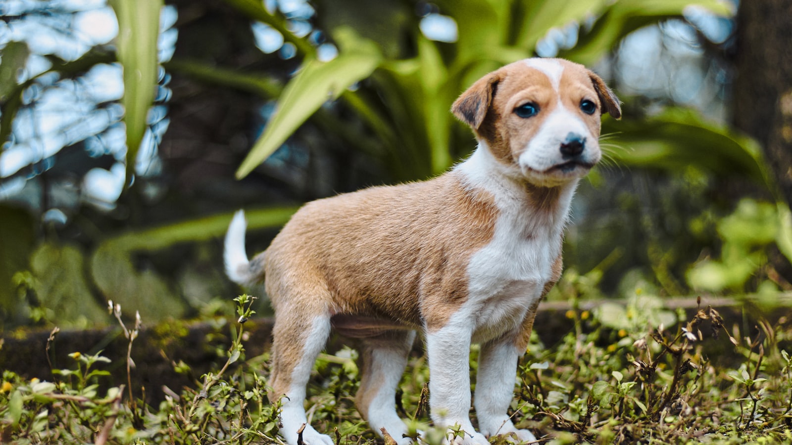 a dog standing in the woods