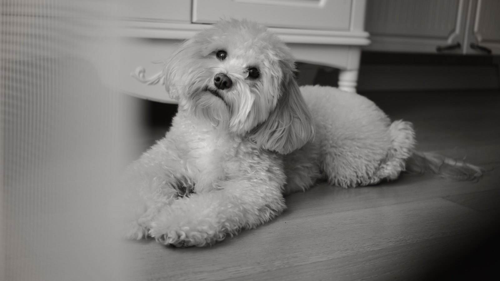 A fluffy dog is relaxing on the floor.