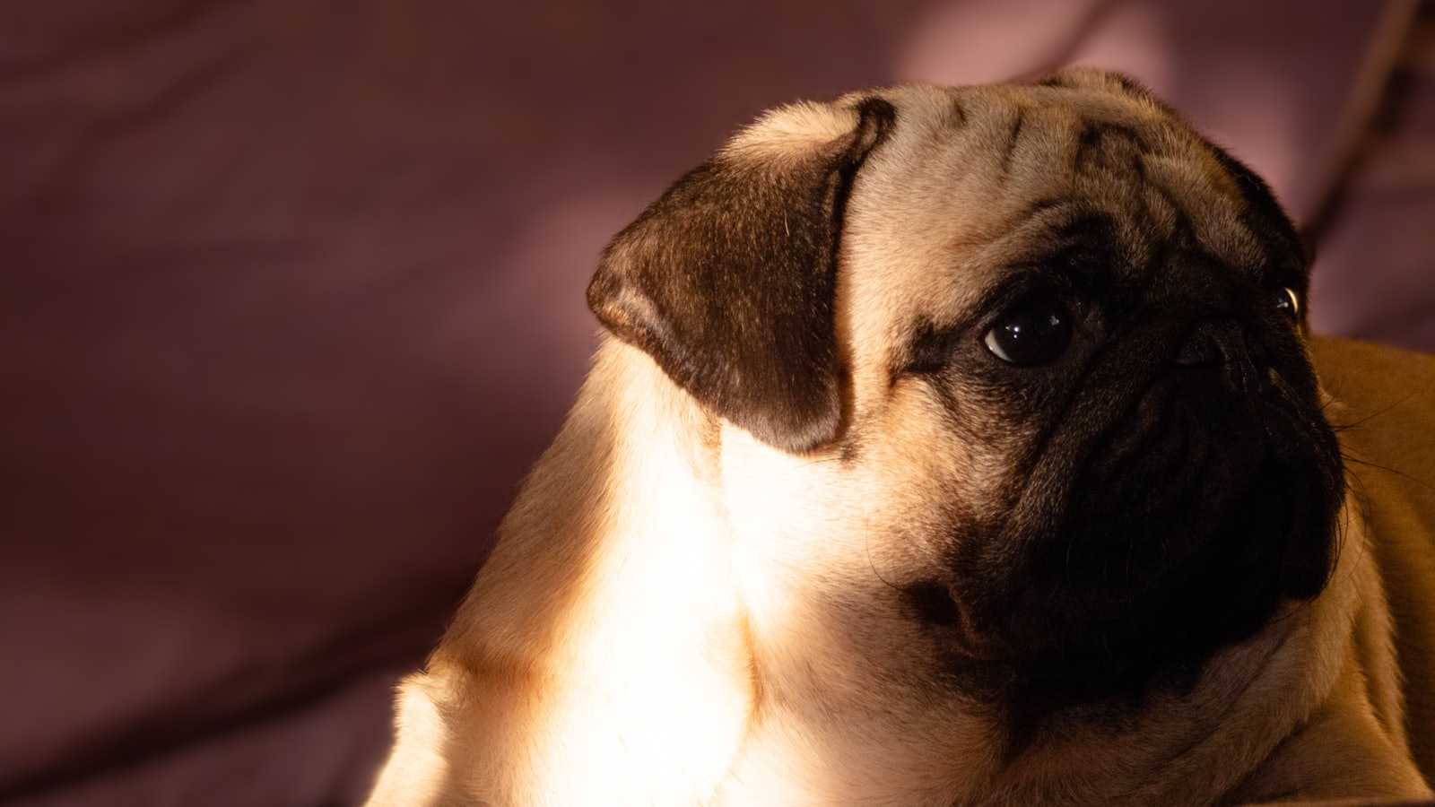 fawn pug on brown textile