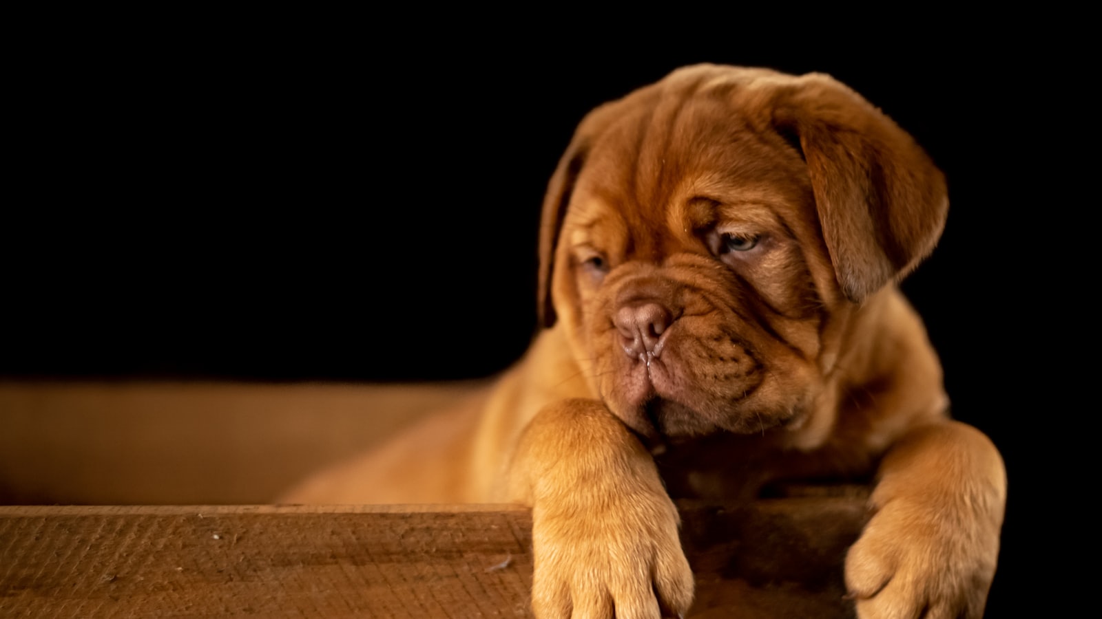 brown short coated puppy on wooden box