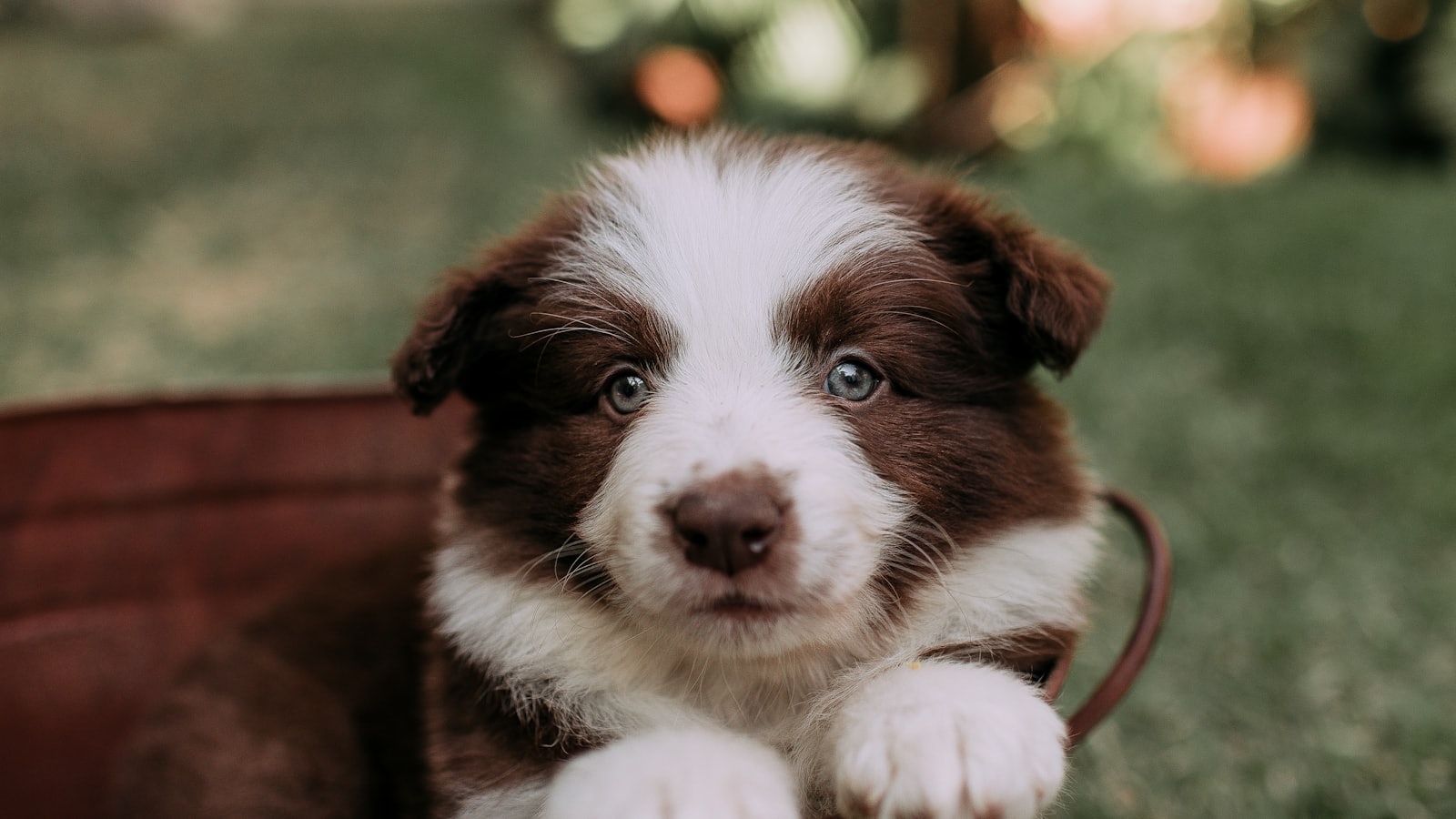 A cute brown and white puppy in a rustic bucket.
