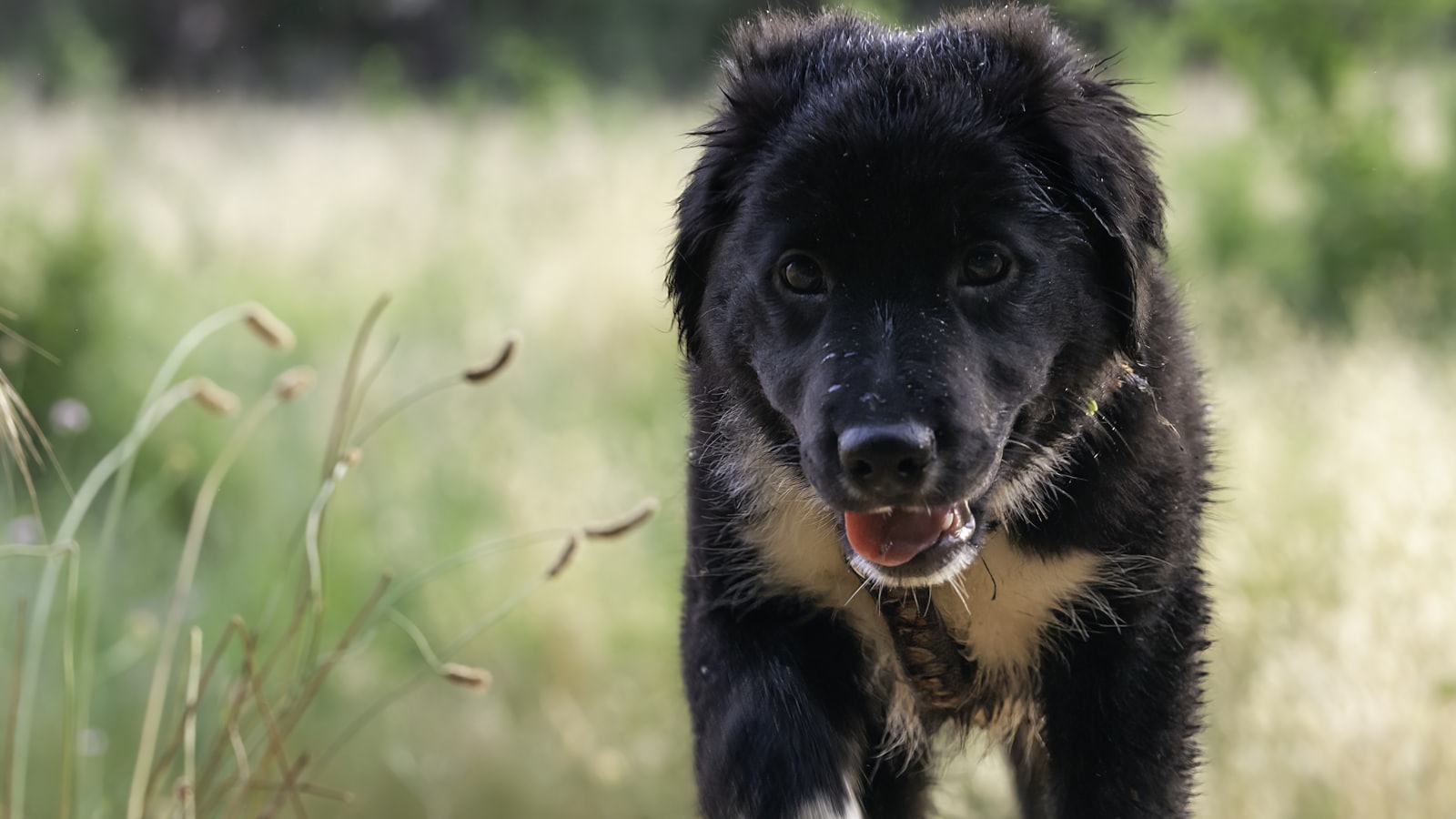black and brown short coated dog on green grass field during daytime