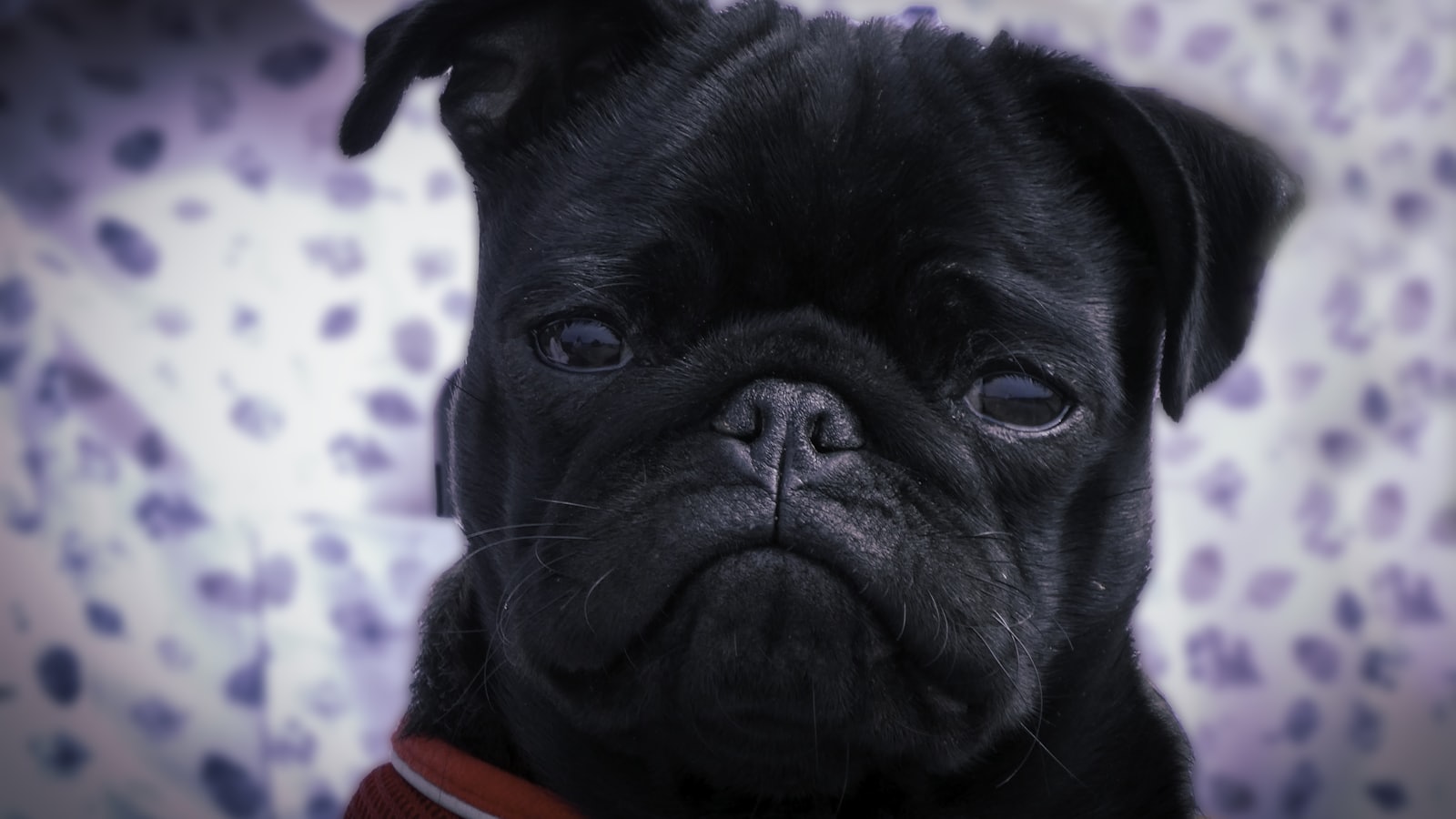 black pug in red and white shirt