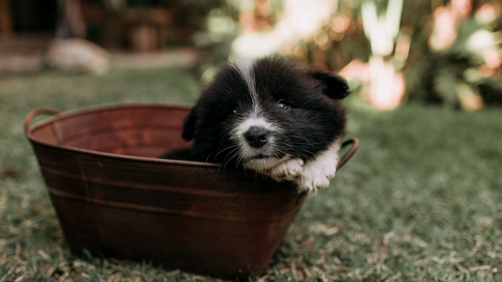 A fluffy puppy sits in a rusty metal tub.