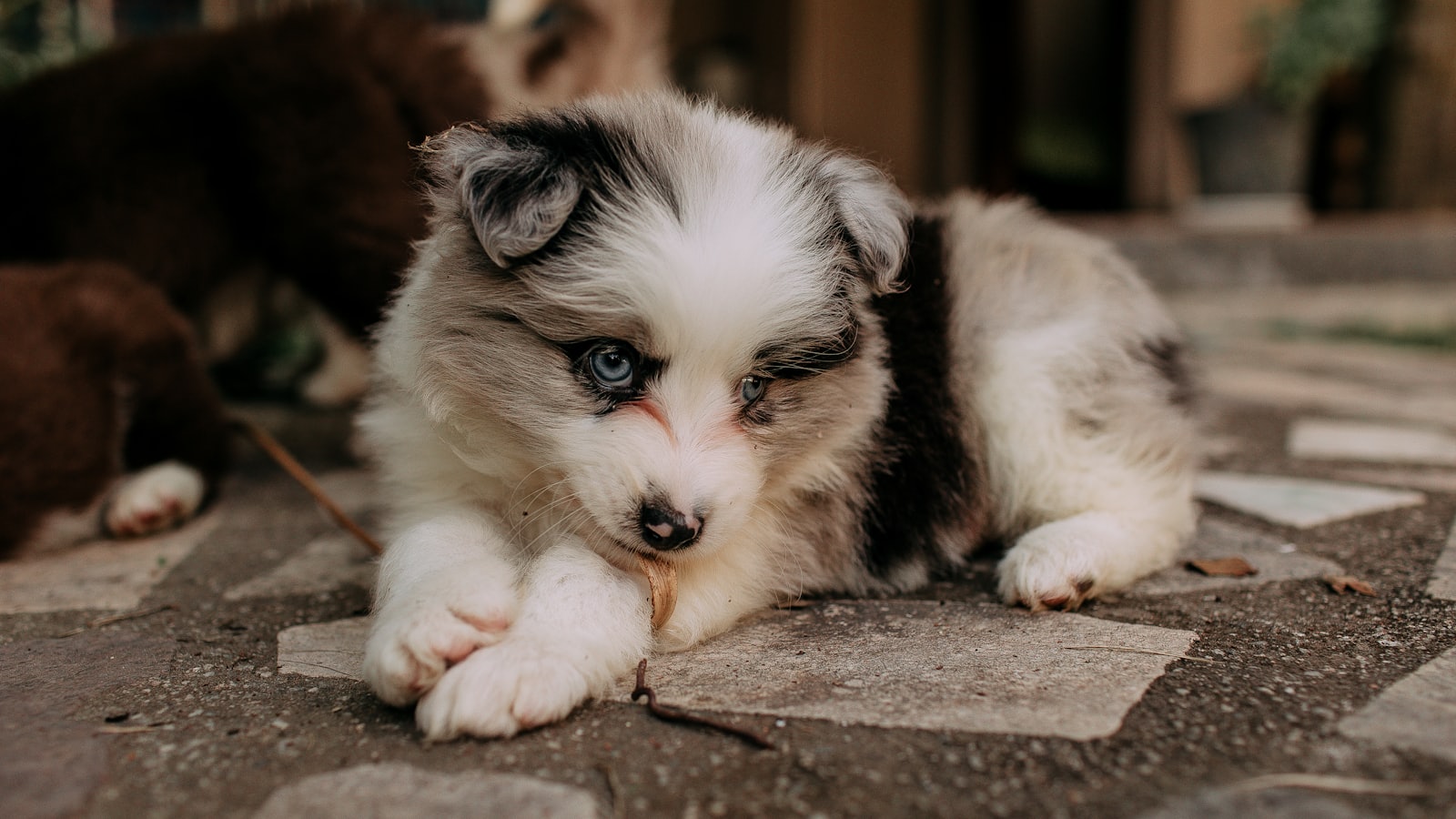 A fluffy puppy with blue eyes lies on the ground
