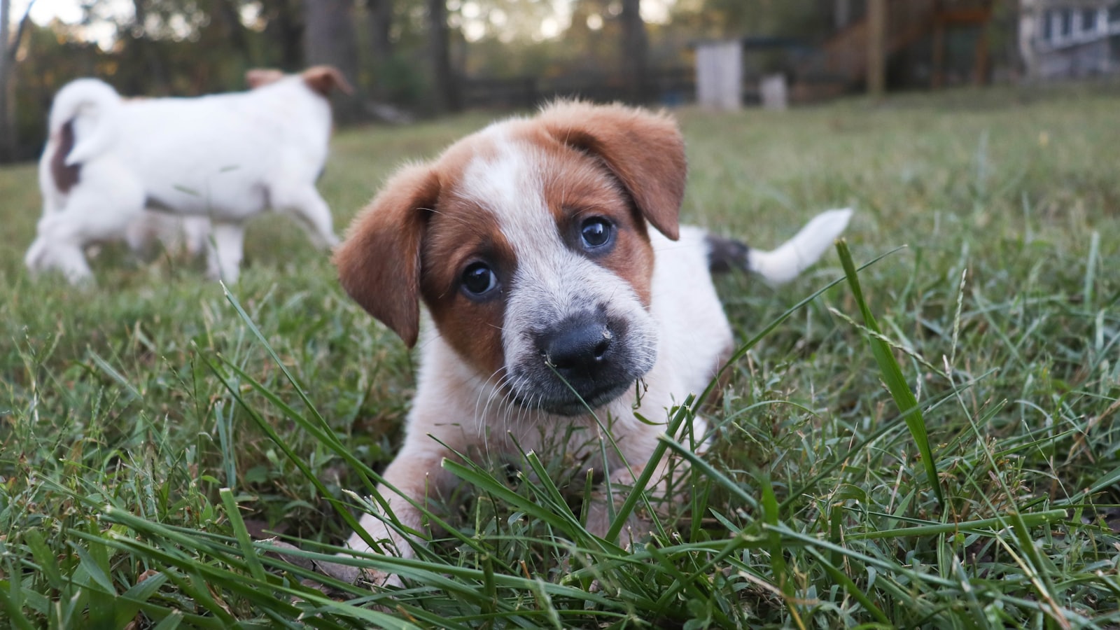 Two puppies playing in the grass