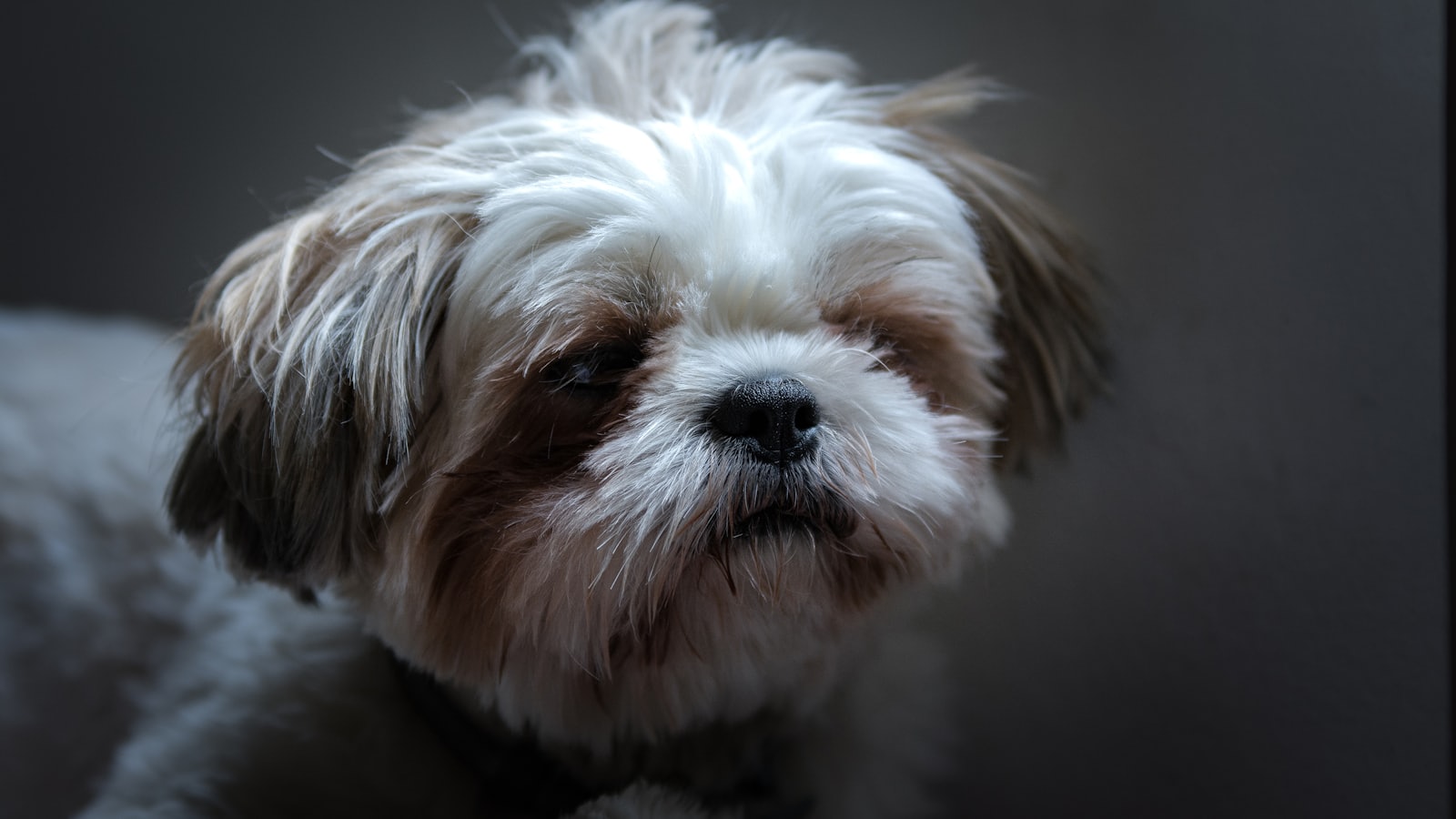 small short-coated white and brown dog