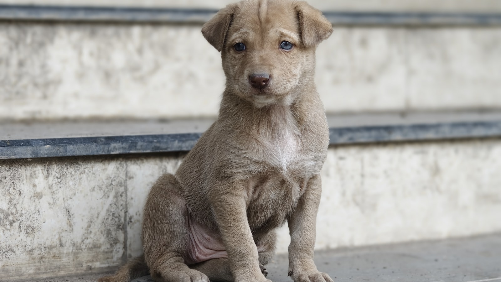 A young puppy sits on concrete steps.