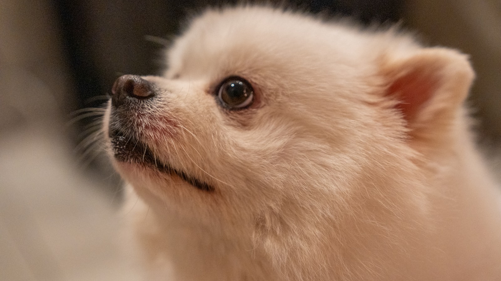 A fluffy white dog gazes upwards intently.