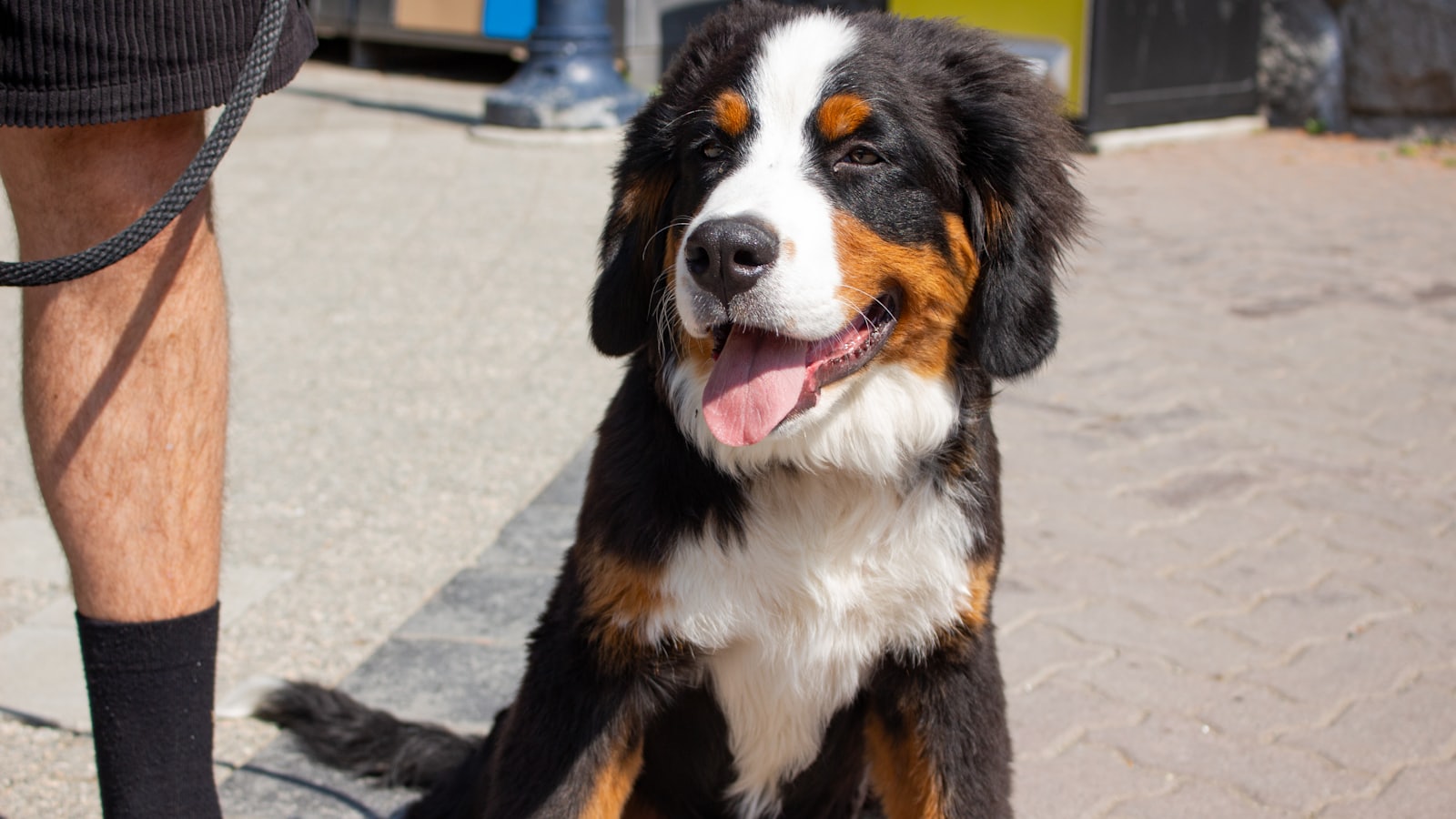A dog sitting on the ground next to a person