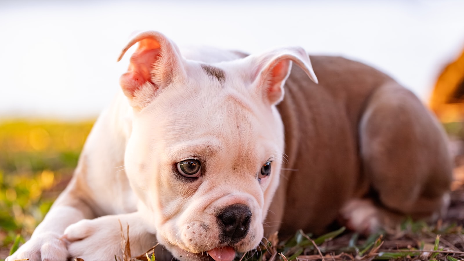A cute puppy lying on grass outdoors