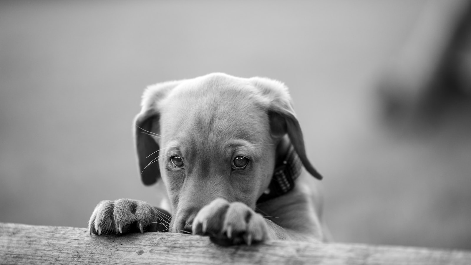 a small dog leaning on a wooden fence