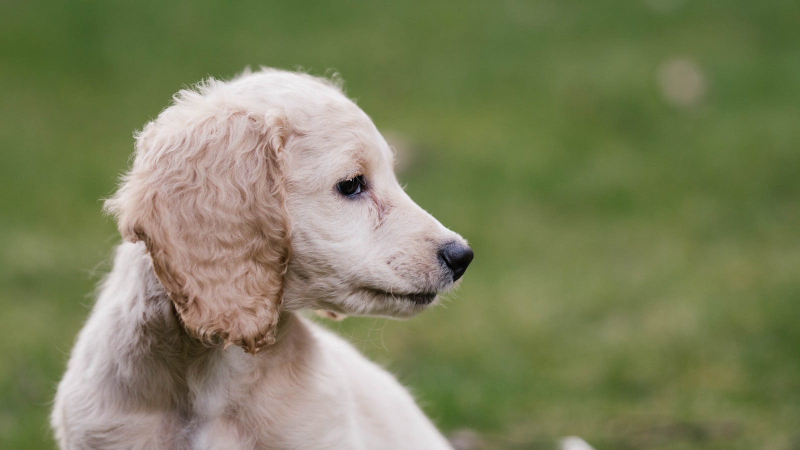 a small white dog sitting on top of a lush green field