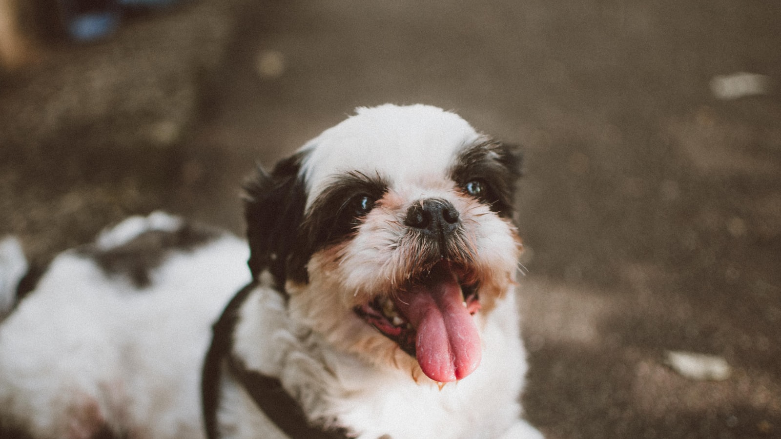 a small white and black dog with its tongue hanging out