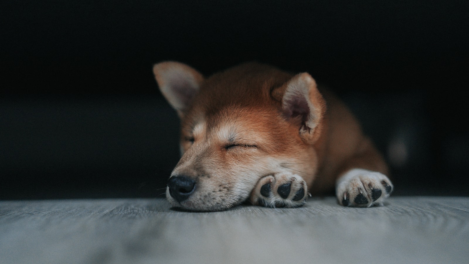 a dog lying on a bed