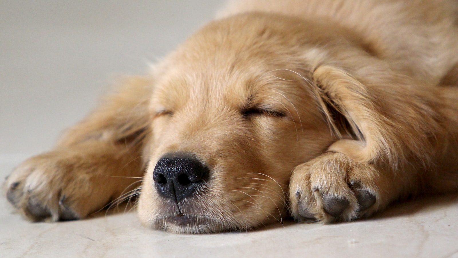 a dog sleeping on the ground
