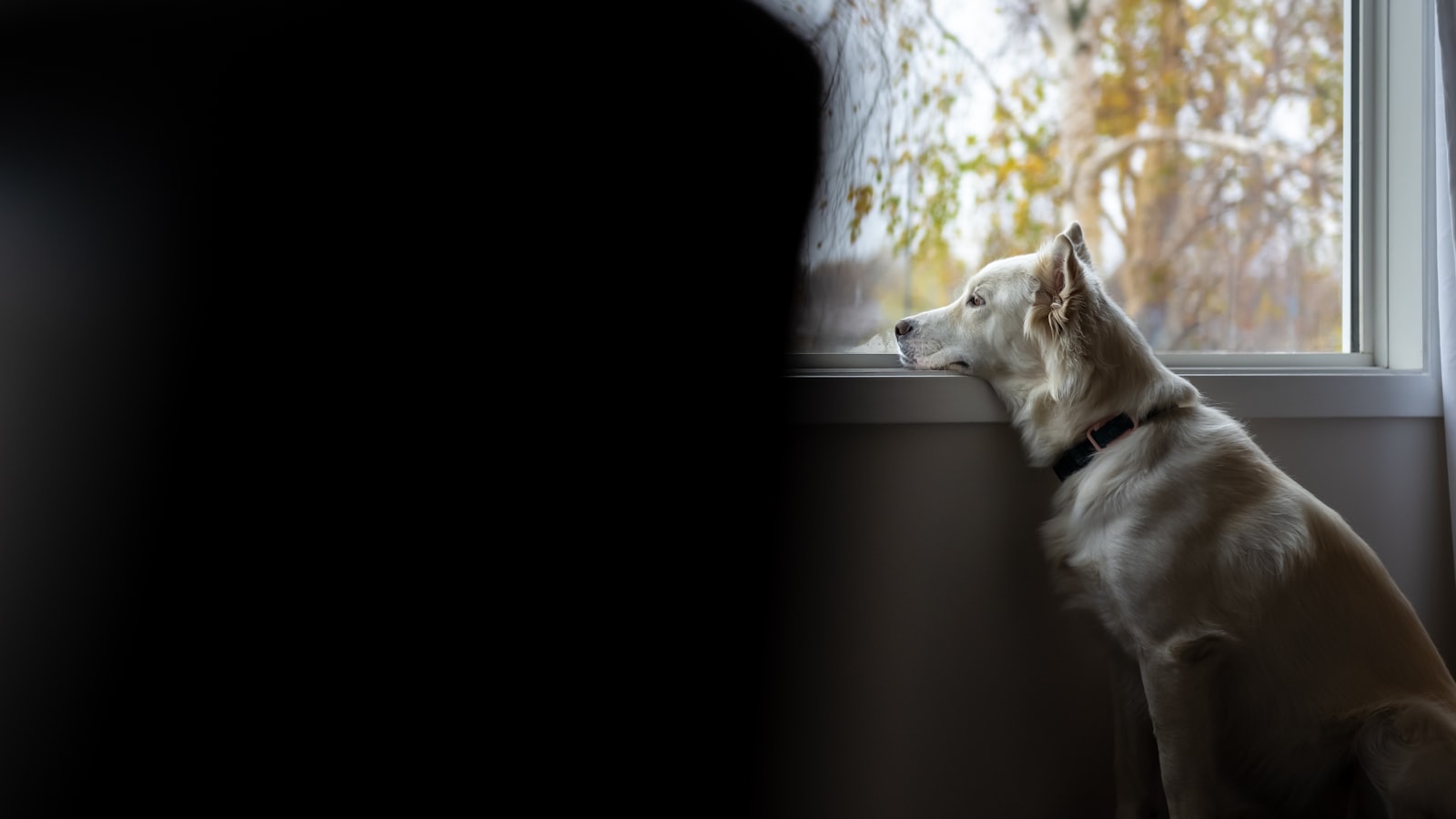 a white dog looking out a window at a person