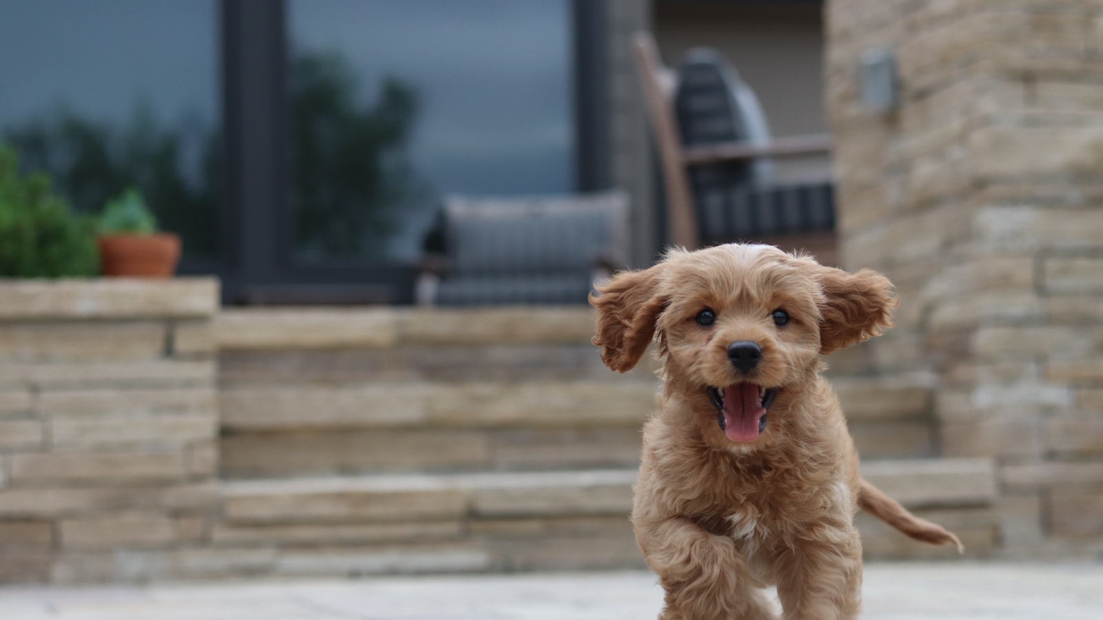 long-coated brown puppy selective focus photo